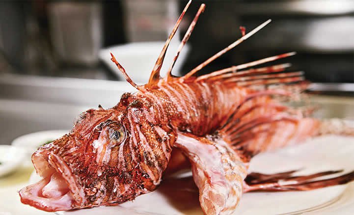 Lionfish threat or good meal?